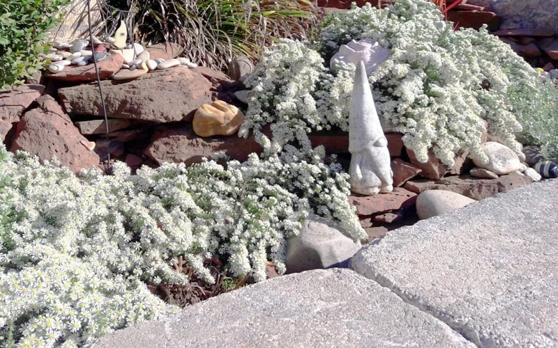 Snow Flurry Heath Aster - 5 Pack Of Quart Pots - Image 8