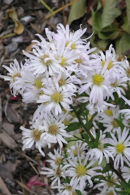 Snow Flurry Heath Aster - 5 Pack Of Quart Pots - Image 4