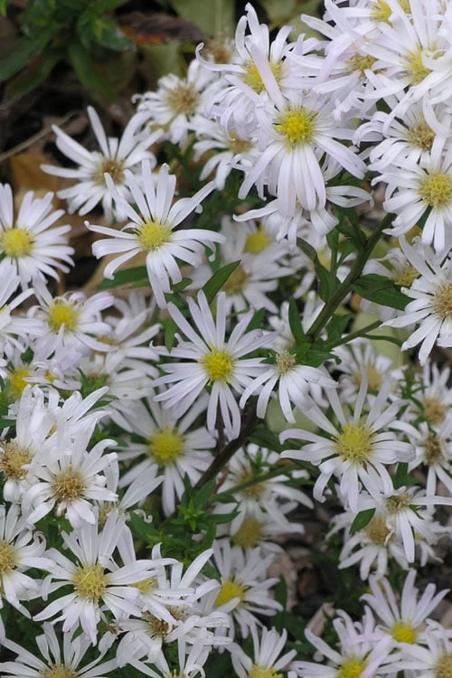 Snow Flurry Heath Aster - 5 Pack Of Quart Pots - Image 6