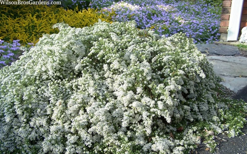 Snow Flurry Heath Aster - 5 Pack Of Quart Pots - Image 7