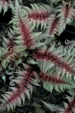 Regal Red Japanese Painted Fern - 6 Pack Of 1 Gallon Pots