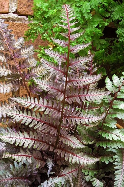 Regal Red Japanese Painted Fern - 6 Pack Of 1 Gallon Pots - Image 4