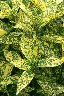 Marmorata Aucuba (Japanese Laurel) - 3 Gallon Pot