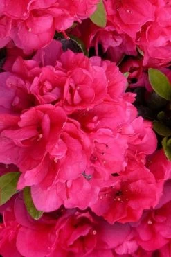 Canzonetta Azalea - 1 Gallon Pot