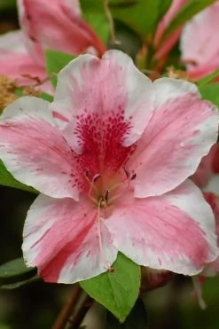 Lady Cavendish Azalea - 6 Pack Of 1 Gallon Pots