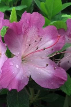 Fawn Azalea - 2 Gallon Pot