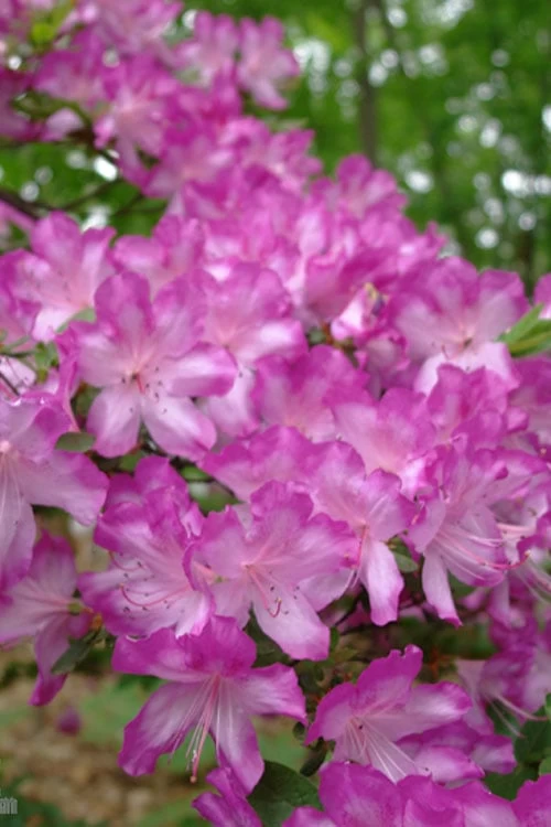 Fawn Azalea - 2 Gallon Pot - Image 6