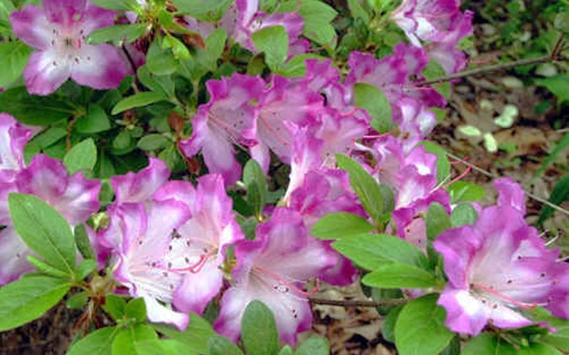 Fawn Azalea - 2 Gallon Pot - Image 5