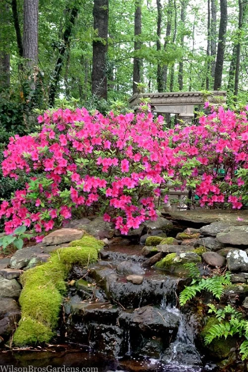 Pink Formosa Azalea - 3 Gallon Pot - Image 4