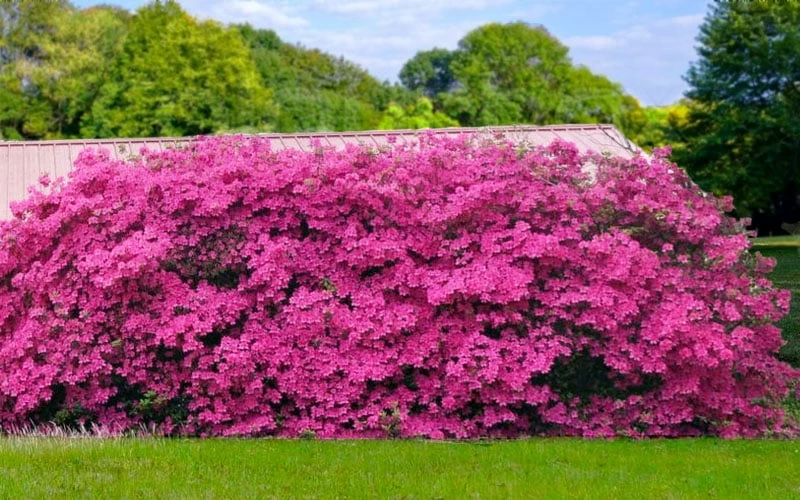 Pink Formosa Azalea - 3 Gallon Pot - Image 5