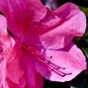 Pink Formosa Azalea - 3 Gallon Pot