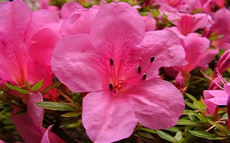 Chinzan Dwarf Azalea - 3 Gallon Pot - Image 6