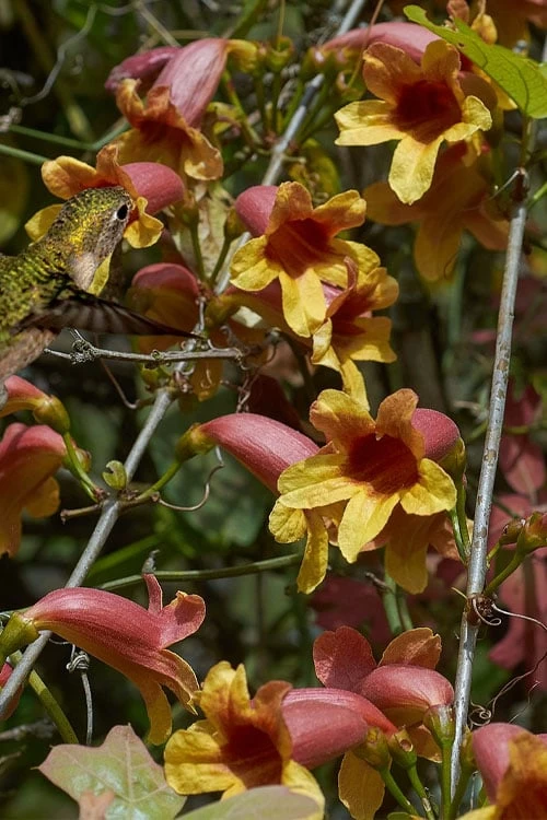 Crossvine (Bignonia Capreolata) - 3 Gallon Pot - Image 6