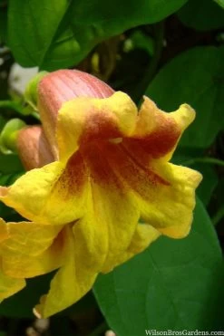 Crossvine (Bignonia Capreolata) - 3 Gallon Pot