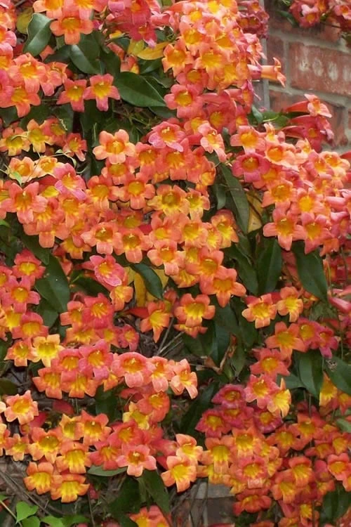 Tangerine Beauty Crossvine Bignonia - 6 Pack Of 1 Gallon Pots - Image 10