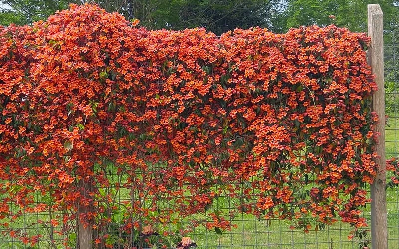 Tangerine Beauty Crossvine Bignonia - 6 Pack Of 1 Gallon Pots - Image 7