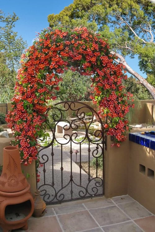 Tangerine Beauty Crossvine Bignonia - 6 Pack Of 1 Gallon Pots - Image 6