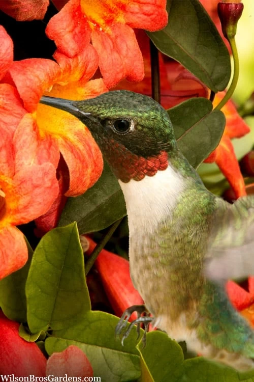 Tangerine Beauty Crossvine Bignonia - 6 Pack Of 1 Gallon Pots - Image 5