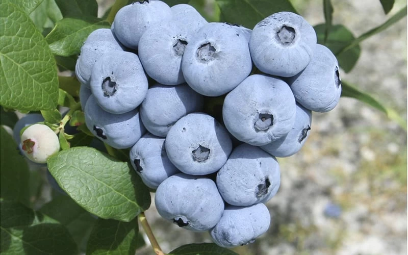 Northern Highbush Blueberry (Vaccinum Corymbosum) - 3 Gallon Pot - Image 5