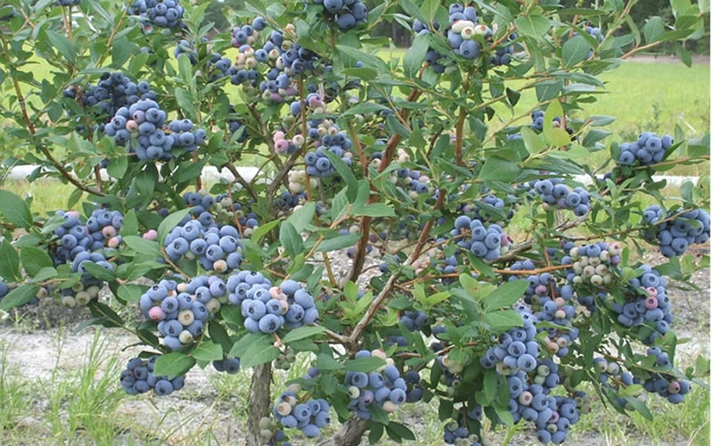 Northern Highbush Blueberry (Vaccinum Corymbosum) - 3 Gallon Pot - Image 4