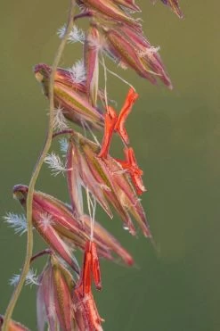 Side Oats Grama Grass (Bouteloua Curtipendula) - 8 Pack Of 1 Gallon Pots