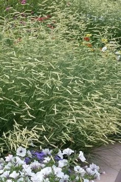 Blonde Ambition Blue Grama Grass (Bouteloua Gracilis) - 8 Pack Of 1 Gallon Pots