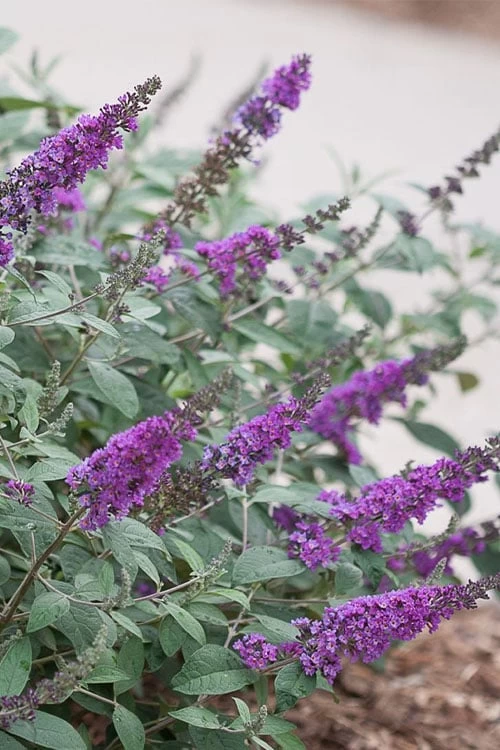 Lo & Behold Blue Chip Junior Butterfly Bush - 5 Pack Of Quart Pots - Image 8