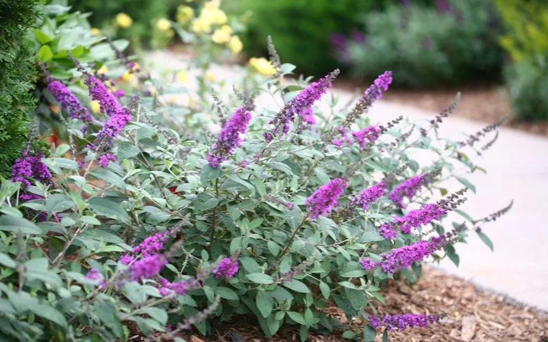 Lo & Behold Blue Chip Junior Butterfly Bush - 5 Pack Of Quart Pots - Image 4