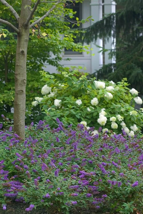 Lo & Behold Blue Chip Junior Butterfly Bush - 5 Pack Of Quart Pots - Image 6