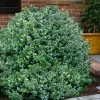 Gordo Boxwood - 1 Gallon Pot