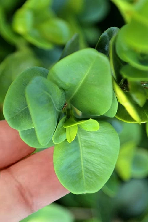 Gordo Boxwood - 6 Pack Of 1 Gallon Pots - Image 4