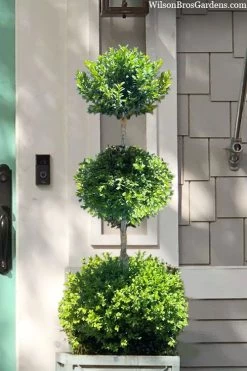 Green Mountain Boxwood 3-Ball Poodle Tier Topiary - 6 Gallon Pot