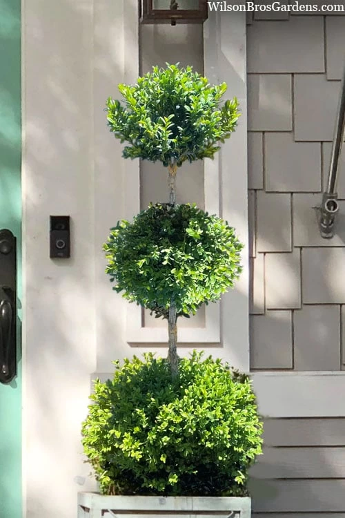 Green Mountain Boxwood 3-Ball Poodle Tier Topiary - 6 Gallon Pot