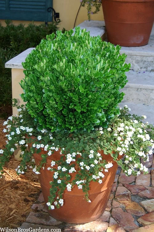 Richard Boxwood (Buxus Harlandii) - 3 Gallon Pot - Image 6