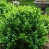 Little Missy Dwarf Boxwood - 7 Gallon Pot