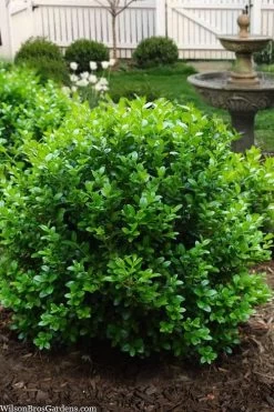 Little Missy Dwarf Boxwood - 5 Pack Of Quart Pots
