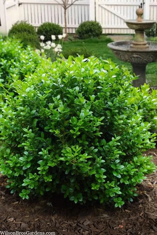 Little Missy Dwarf Boxwood - 6 Pack Of 1 Gallon Pots