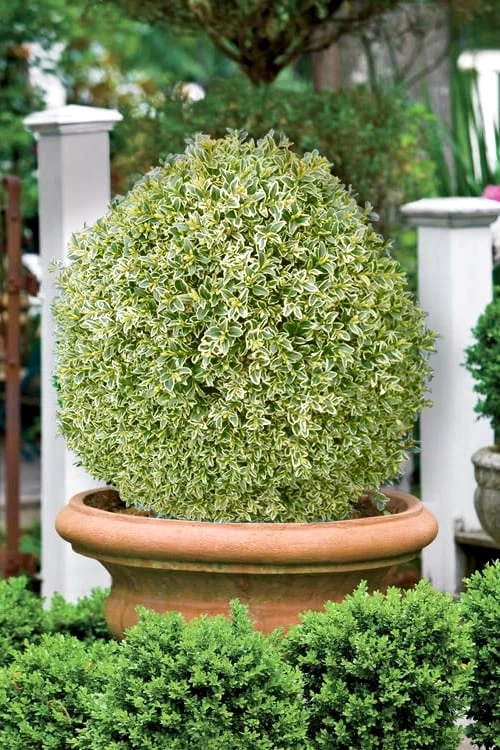 Elegans Variegated Boxwood - Buxus Sempervirens 'Elegantissima' - 1 Gallon Pot - Image 4