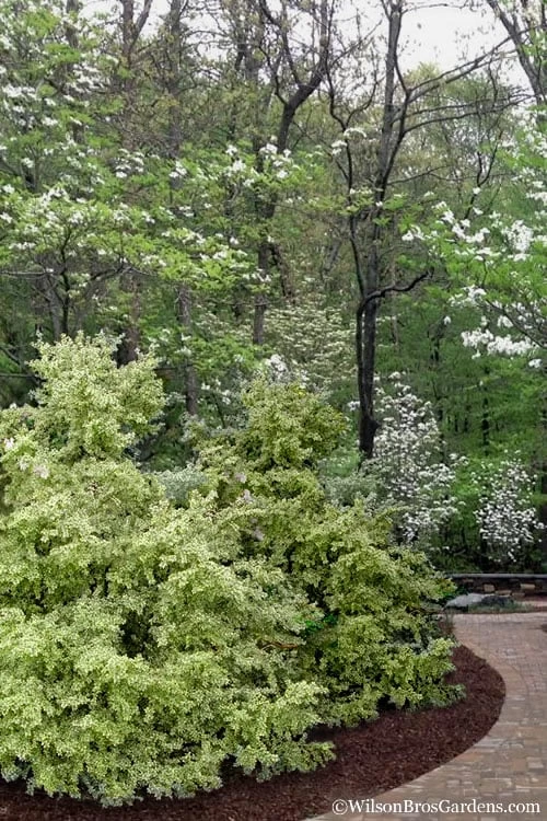 Elegans Variegated Boxwood - Buxus Sempervirens 'Elegantissima' - 1 Gallon Pot - Image 6