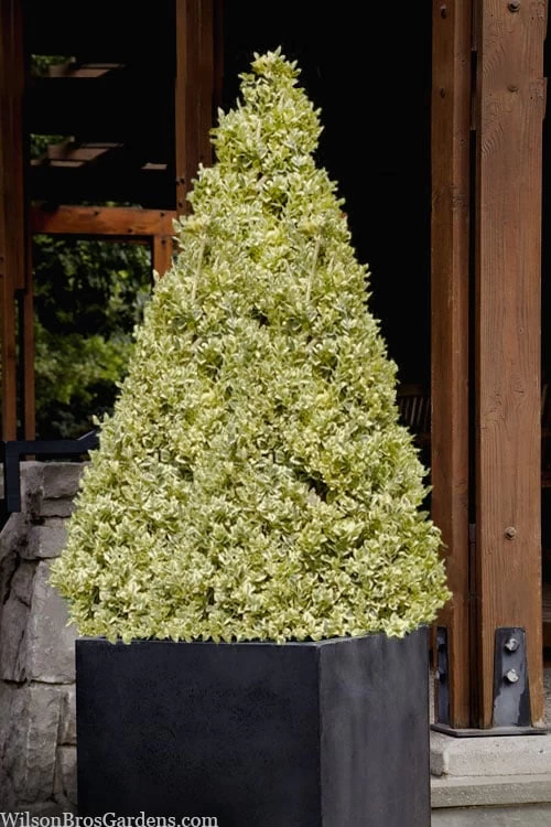 Elegans Variegated Boxwood - Buxus Sempervirens 'Elegantissima' - 1 Gallon Pot - Image 5