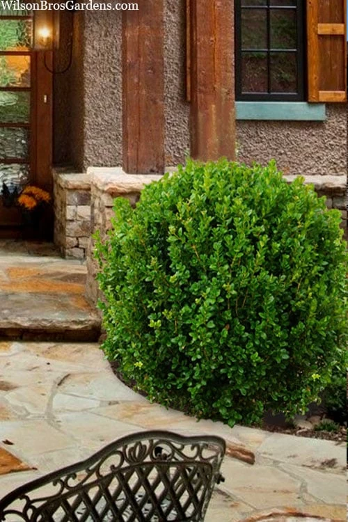 Winterstar Boxwood - 1 Gallon Pot - Image 6