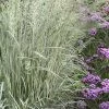 Avalanche Feather Reed Grass (Calamagrostis) - 3 Gallon Pot