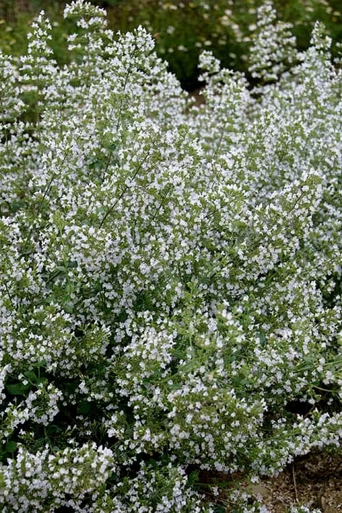 Calamint Plant (Calamintha Nepeta) - 1 Gallon Pot - Image 6