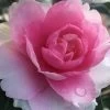 Dream Weaver Camellia Sasanqua - 3 Gallon Pot