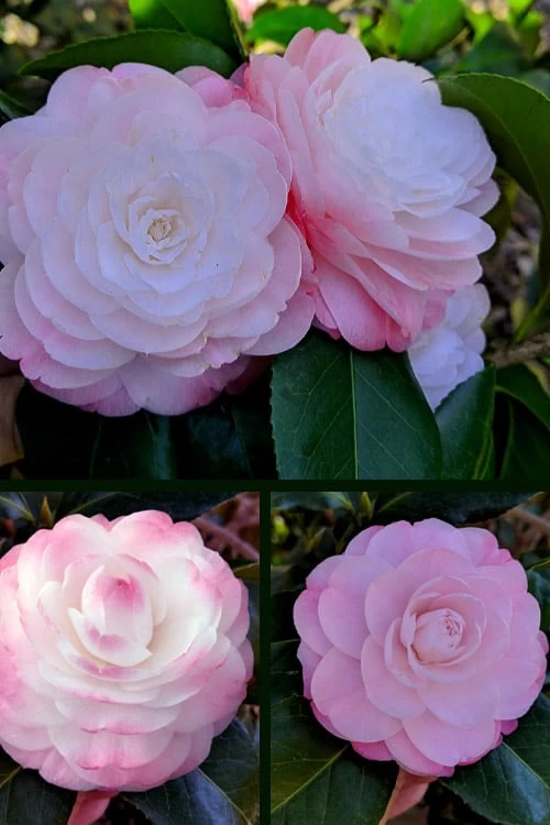 Guest Star Camellia Japonica - 3 Gallon Pot - Image 5