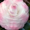 Guest Star Camellia Japonica - 3 Gallon Pot