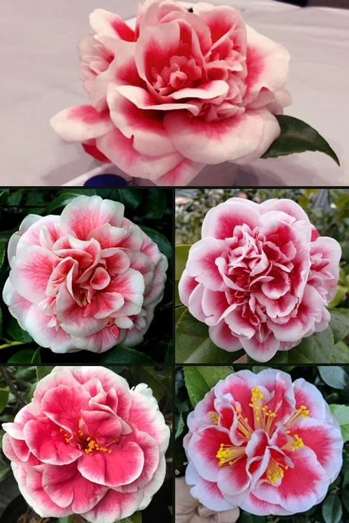 Irrational Exuberance Camellia Japonica - 3 Gallon Pot - Image 4