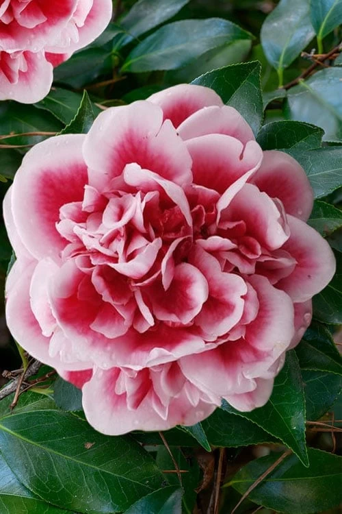 Irrational Exuberance Camellia Japonica - 3 Gallon Pot - Image 6