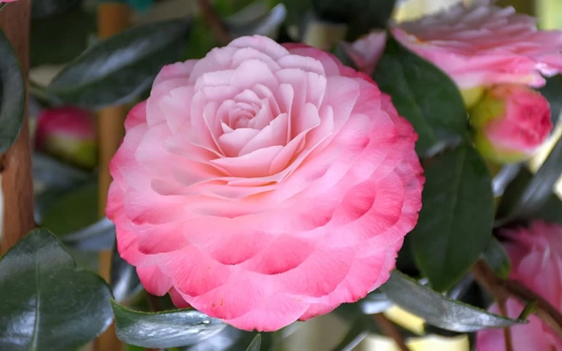 Nuccio's Pearl Camellia Japonica - 1 Gallon Pot - Image 5