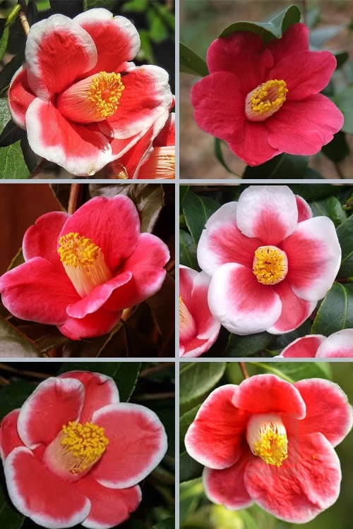 Tama No Ura Weeping Camellia Japonica - 1 Gallon Pot - Image 4